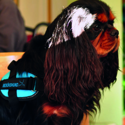 sajt_250x250_Besokshund_louie sajt_250x250_Besokshund_louie
