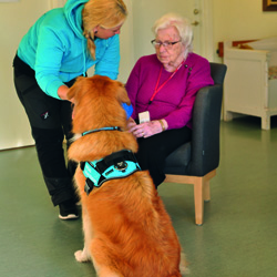 sajt_250x250_terapihund_alvin3 sajt_250x250_terapihund_alvin3