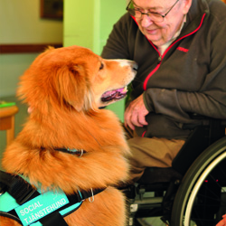 sajt_250x250_terapihund_alvin4 sajt_250x250_terapihund_alvin4