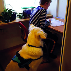 sajt_250x250_terapihund_dis sajt_250x250_terapihund_dis